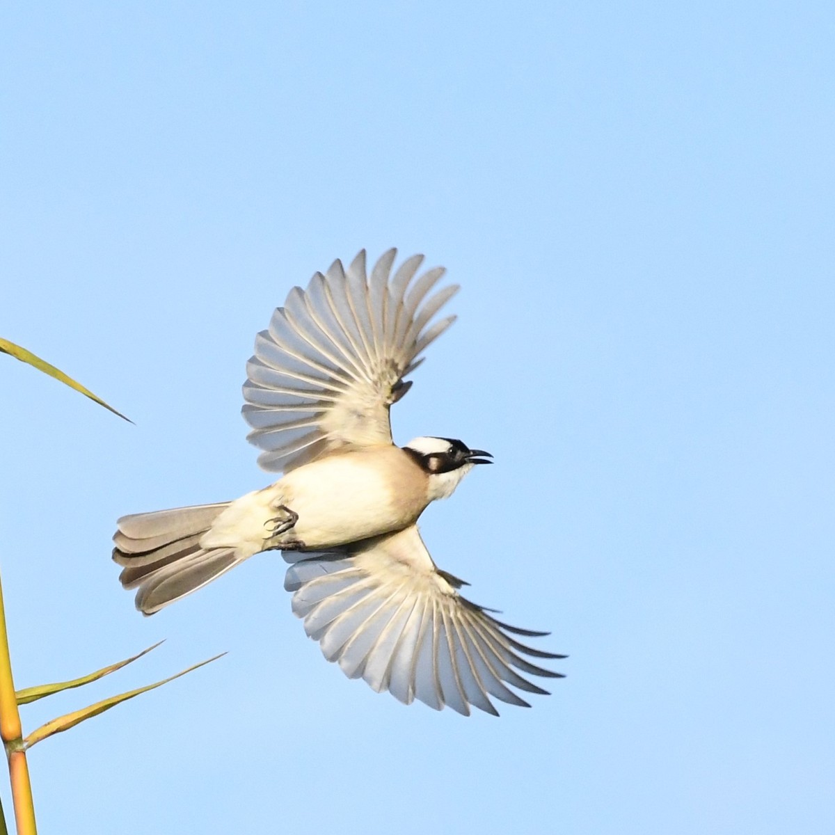 Нангиад бөлбөл - ML646966199