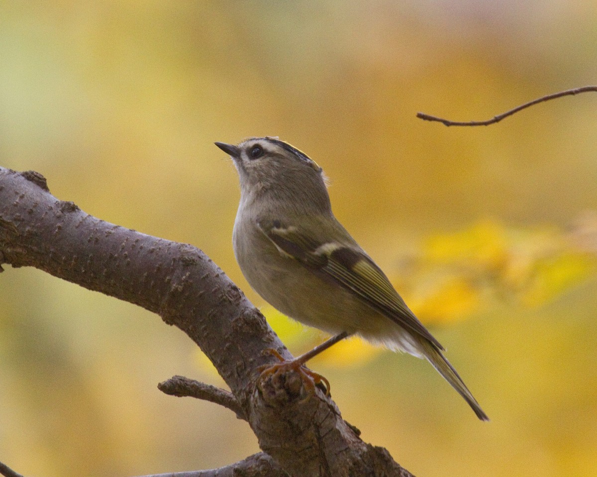 Золотоголовый королёк - ML646966200