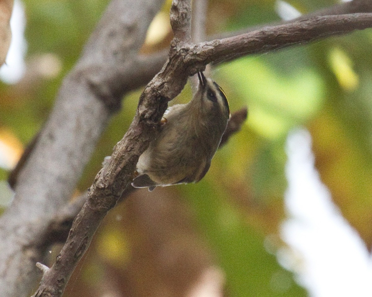 Золотоголовый королёк - ML646966201