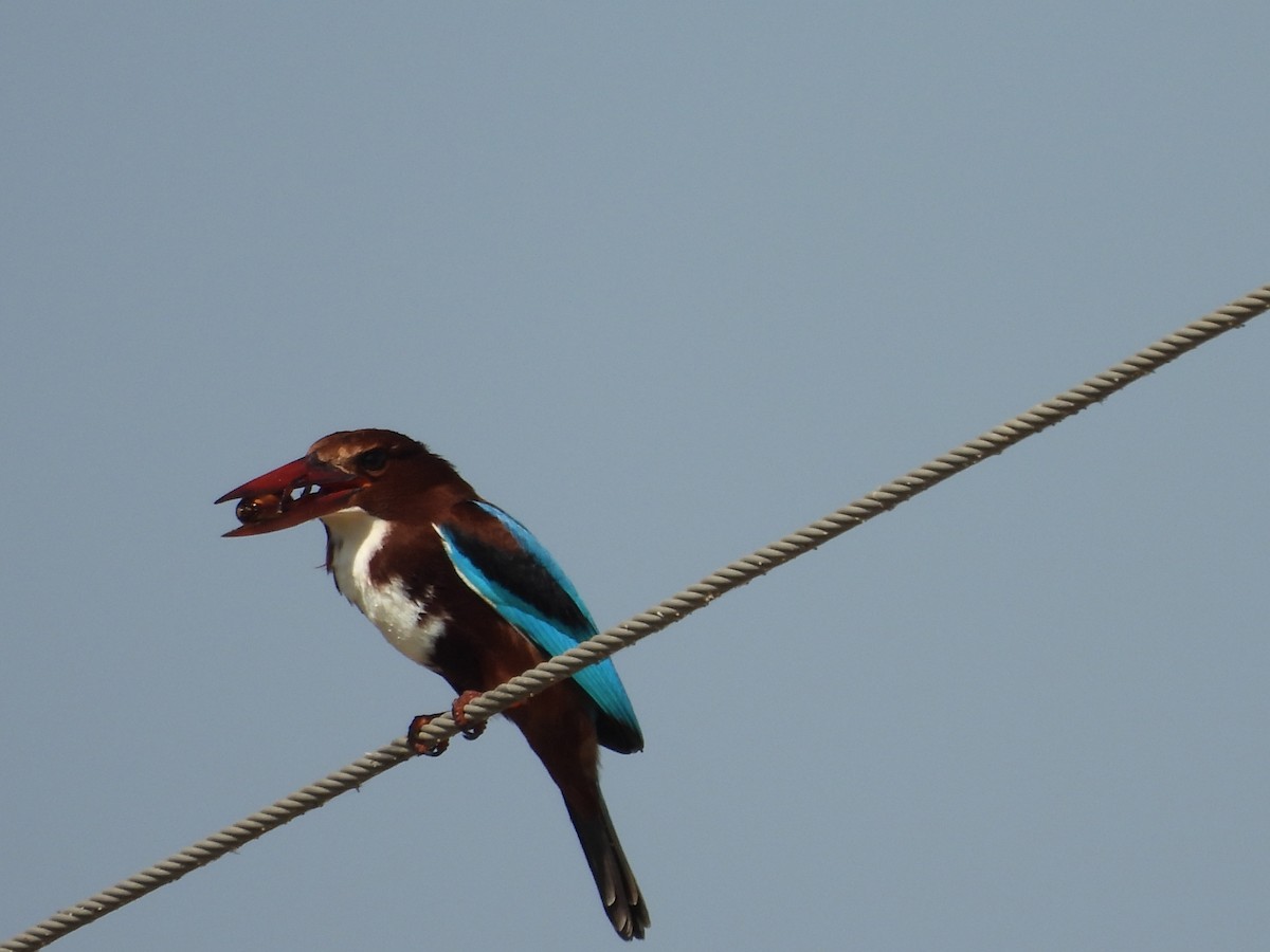 White-throated Kingfisher - ML646966211