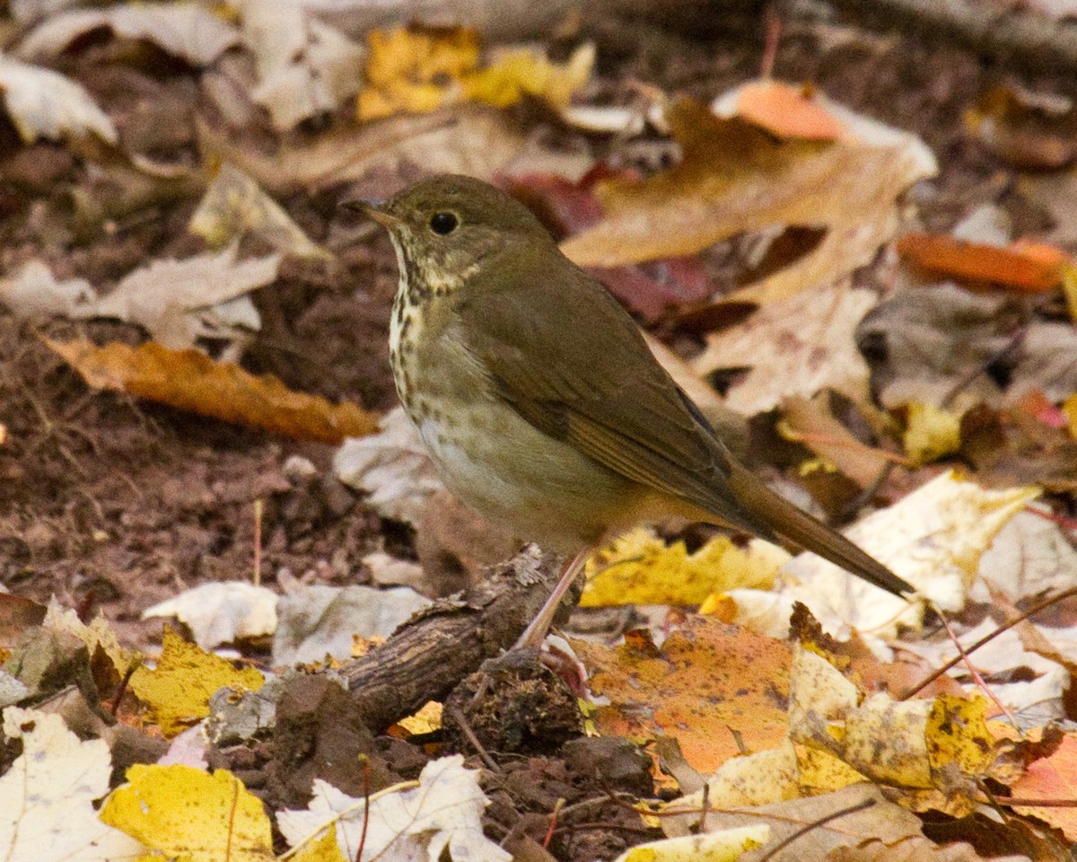 Дрозд-отшельник - ML646966212