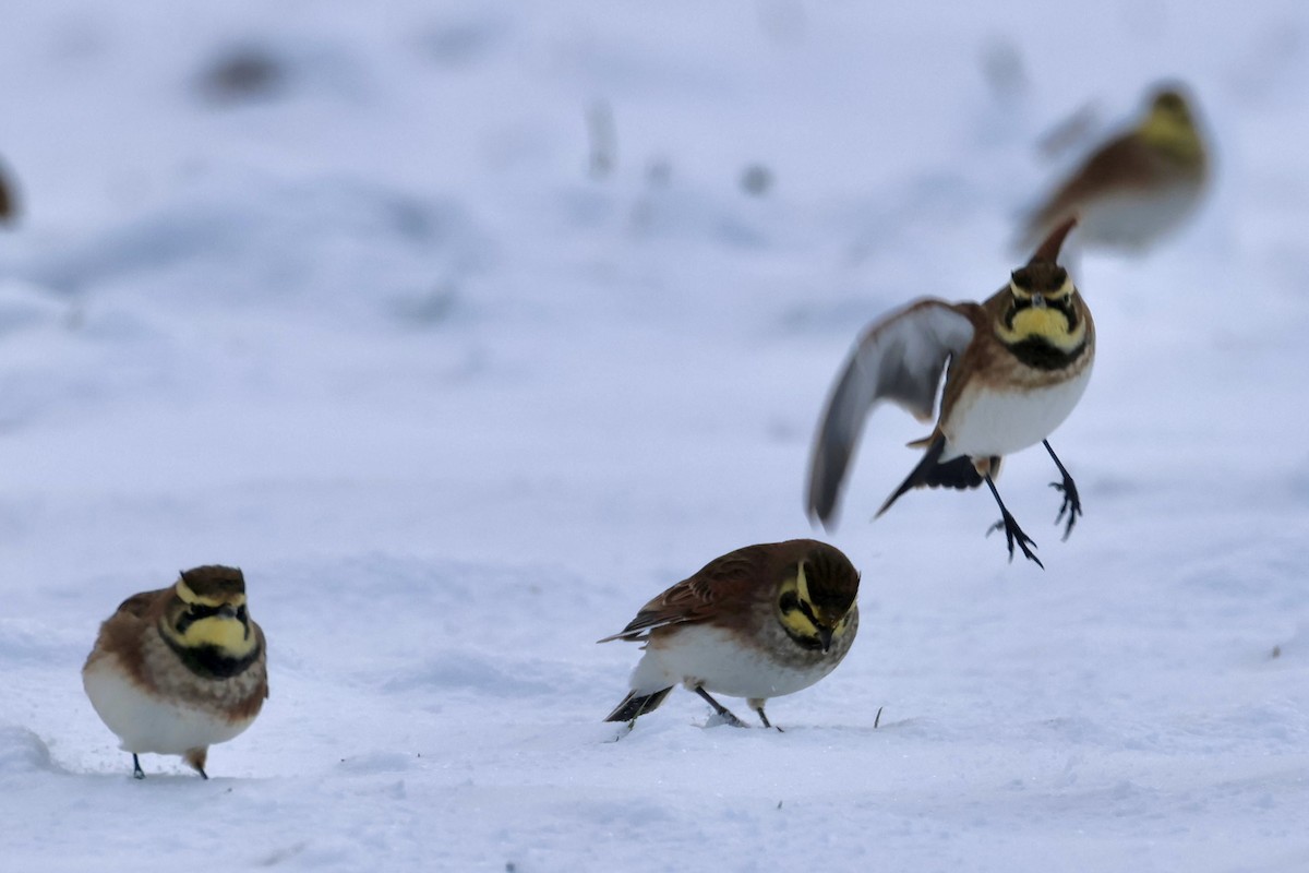 Horned Lark - ML646966218