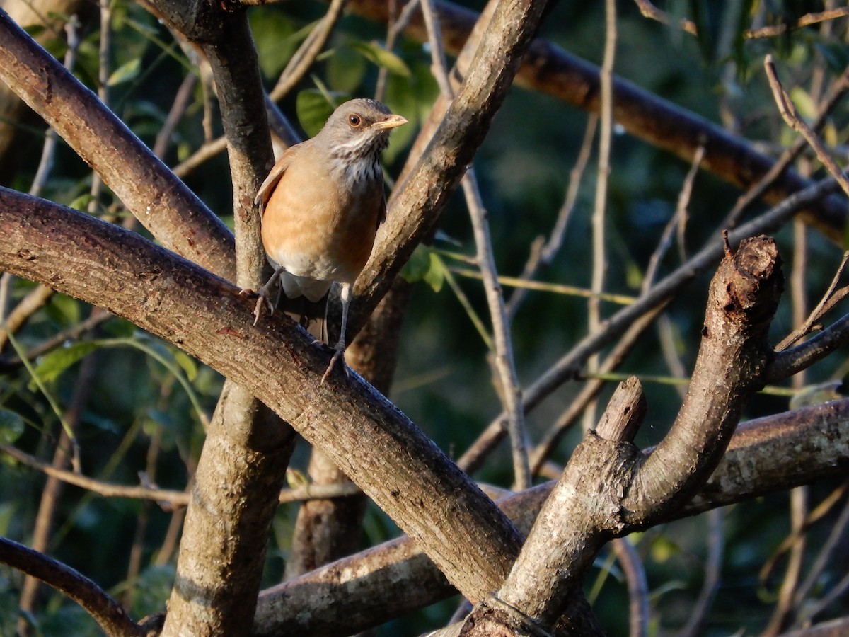Rufous-backed Robin - ML646966221