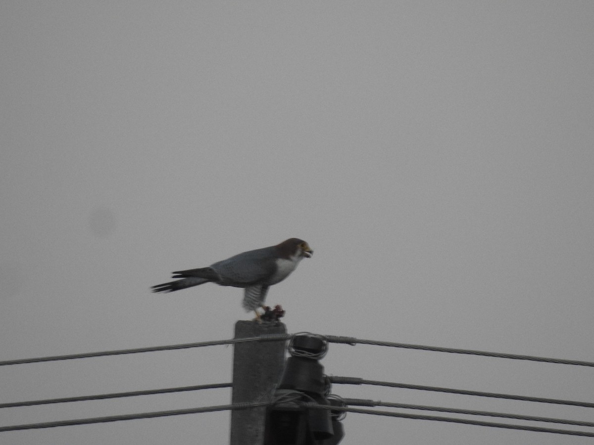 Red-necked Falcon - ML646966222