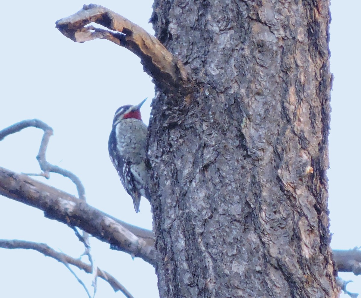Red-naped Sapsucker - ML646966228