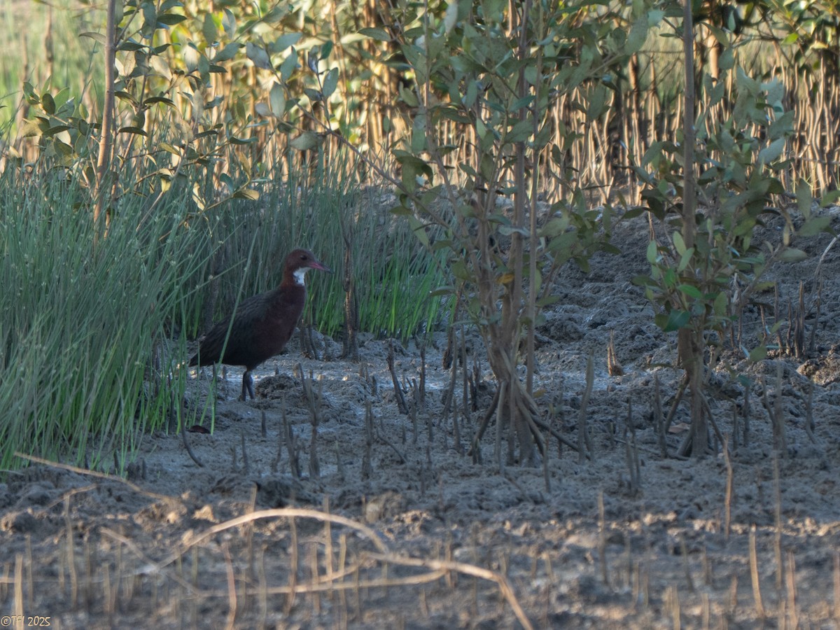 Rascón de Cuvier - ML646966229