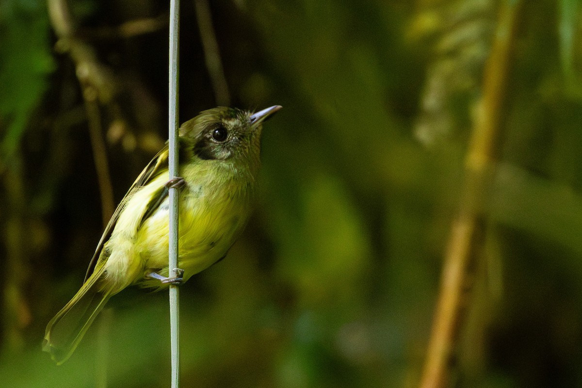 Sepia-capped Flycatcher - ML646966233