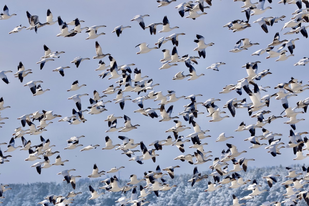 Snow Goose - ML646966235