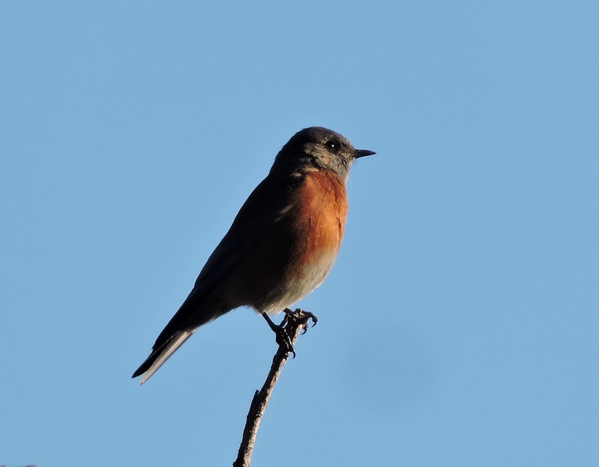 Western Bluebird - ML646966244