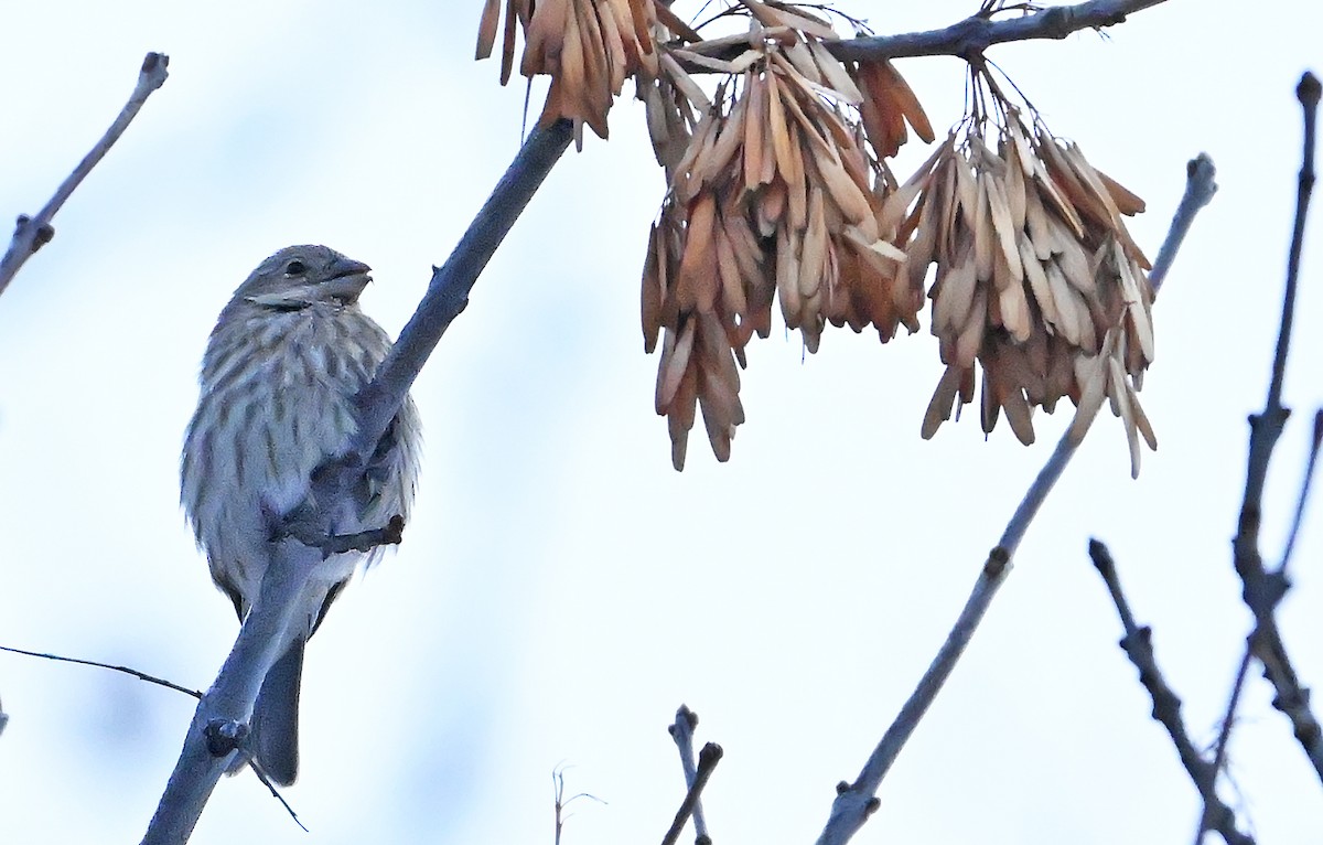 Hausgimpel - ML646966246