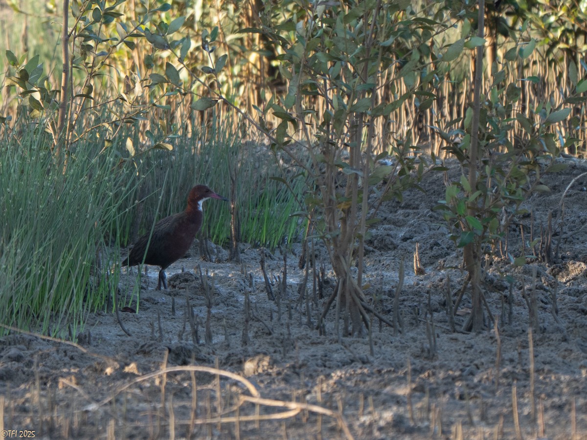Rascón de Cuvier - ML646966248