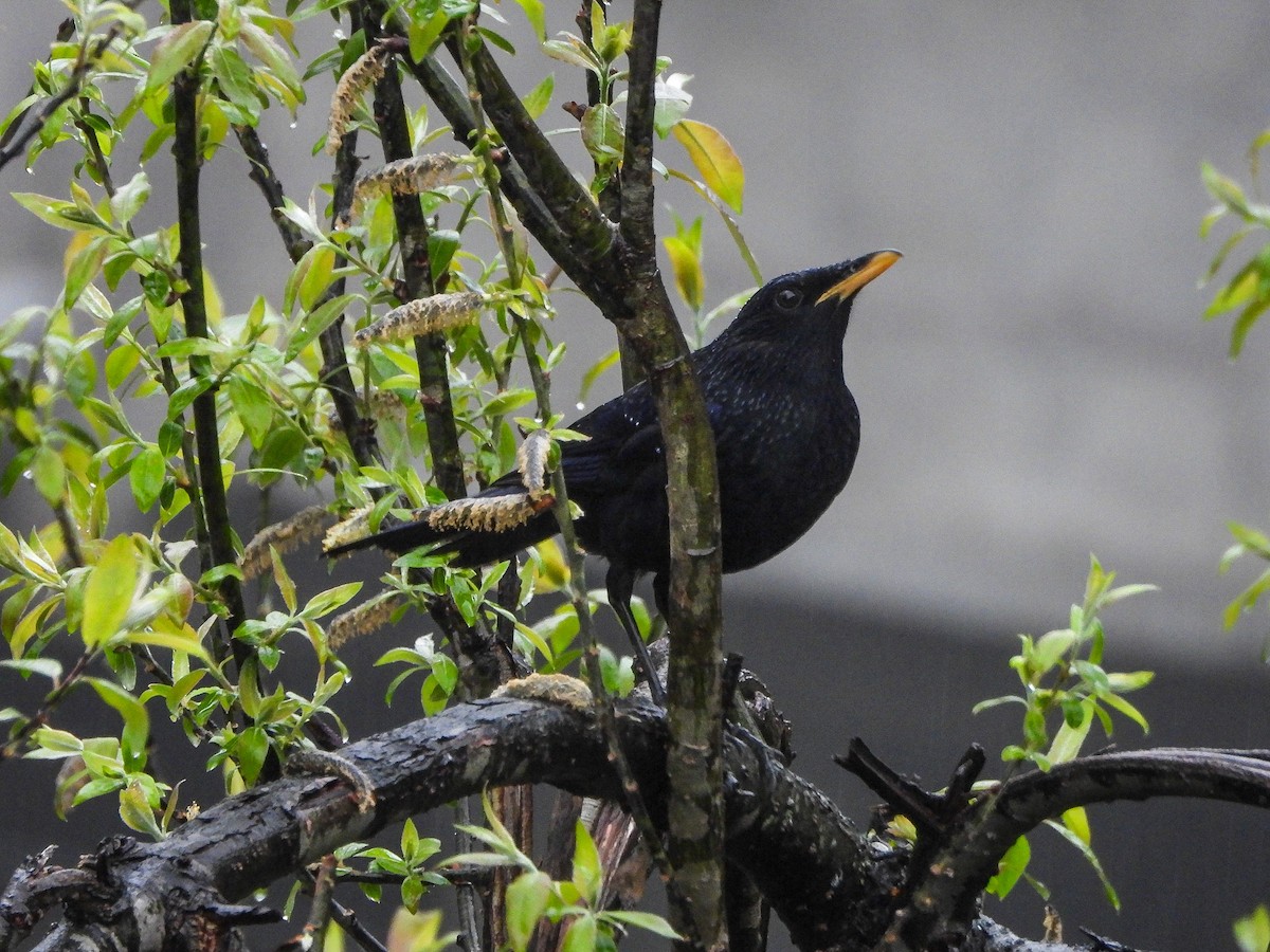 modravec siný - ML646966249