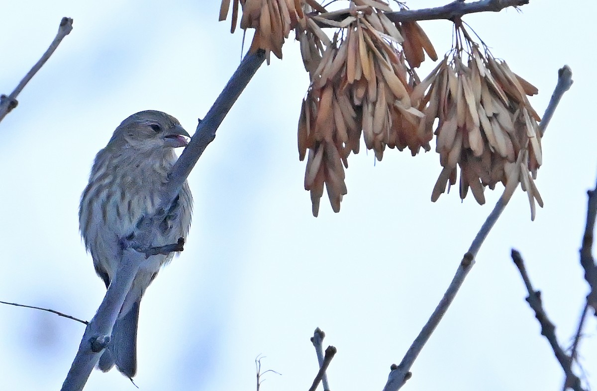 Hausgimpel - ML646966250