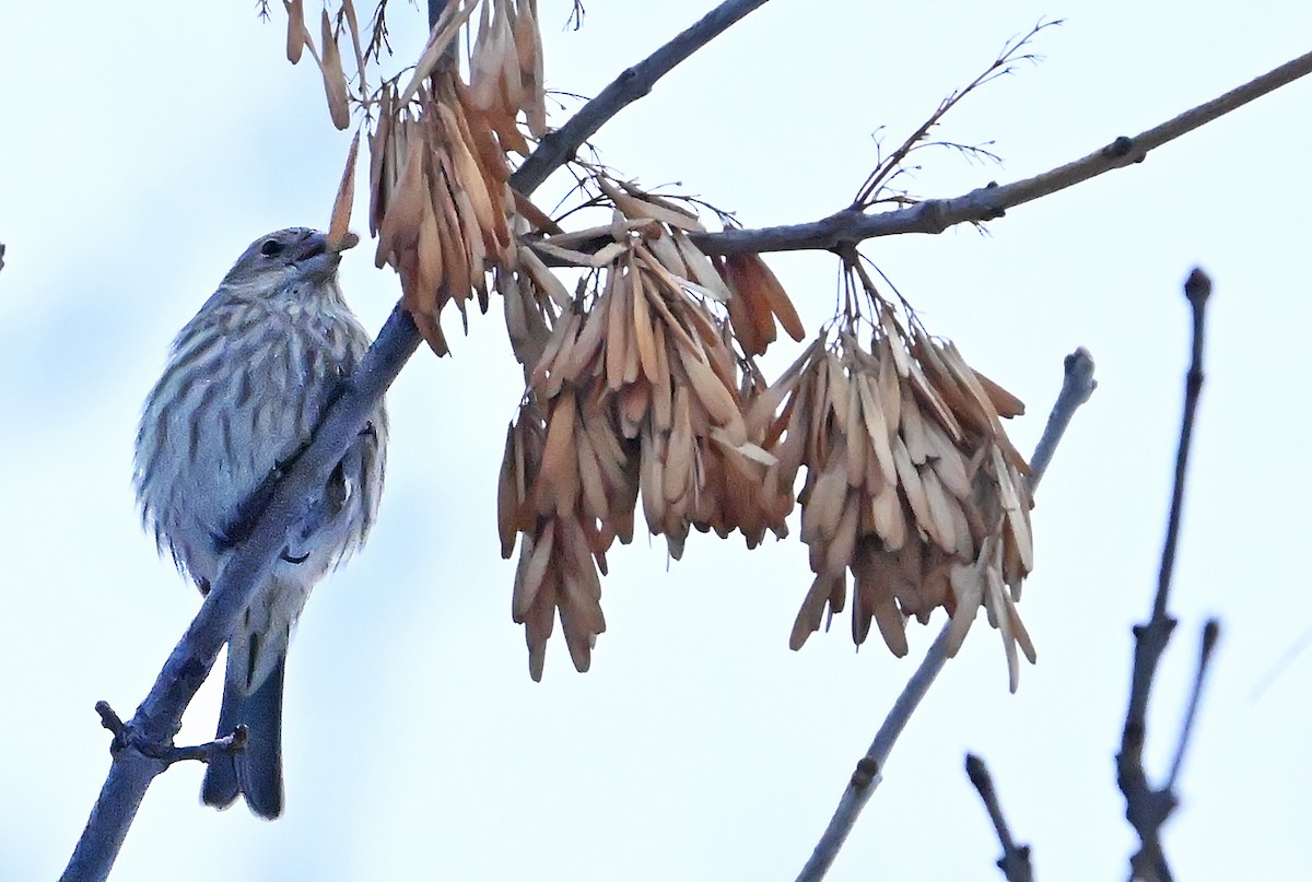 Hausgimpel - ML646966252