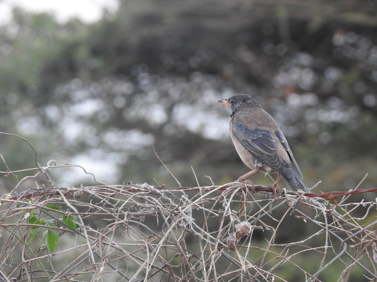 Rosy Starling - ML646966253
