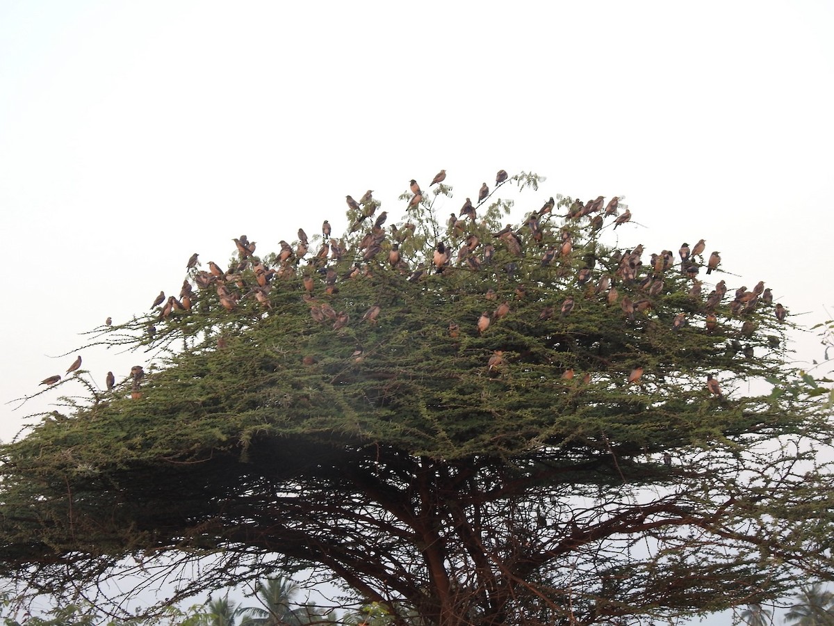 Rosy Starling - ML646966254