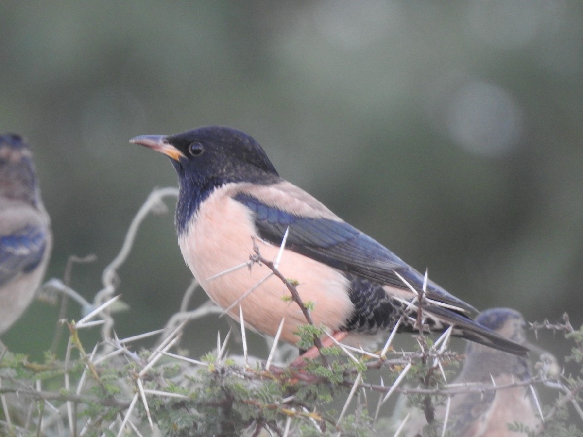 Rosy Starling - ML646966255