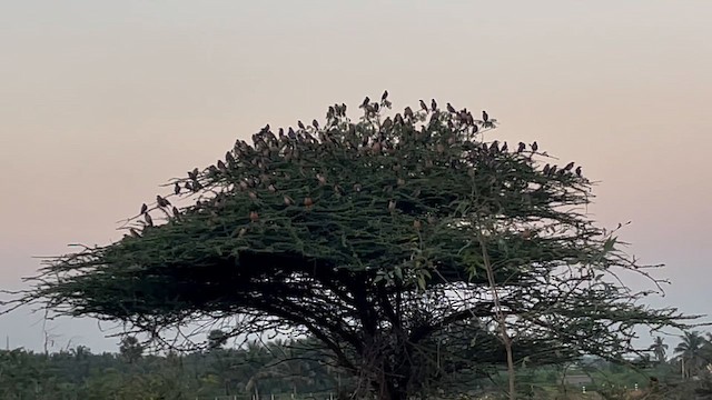 Шпак рожевий - ML646966256