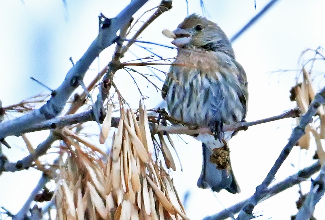 House Finch - ML646966257