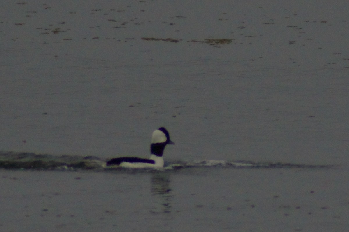 Bufflehead - ML646966258
