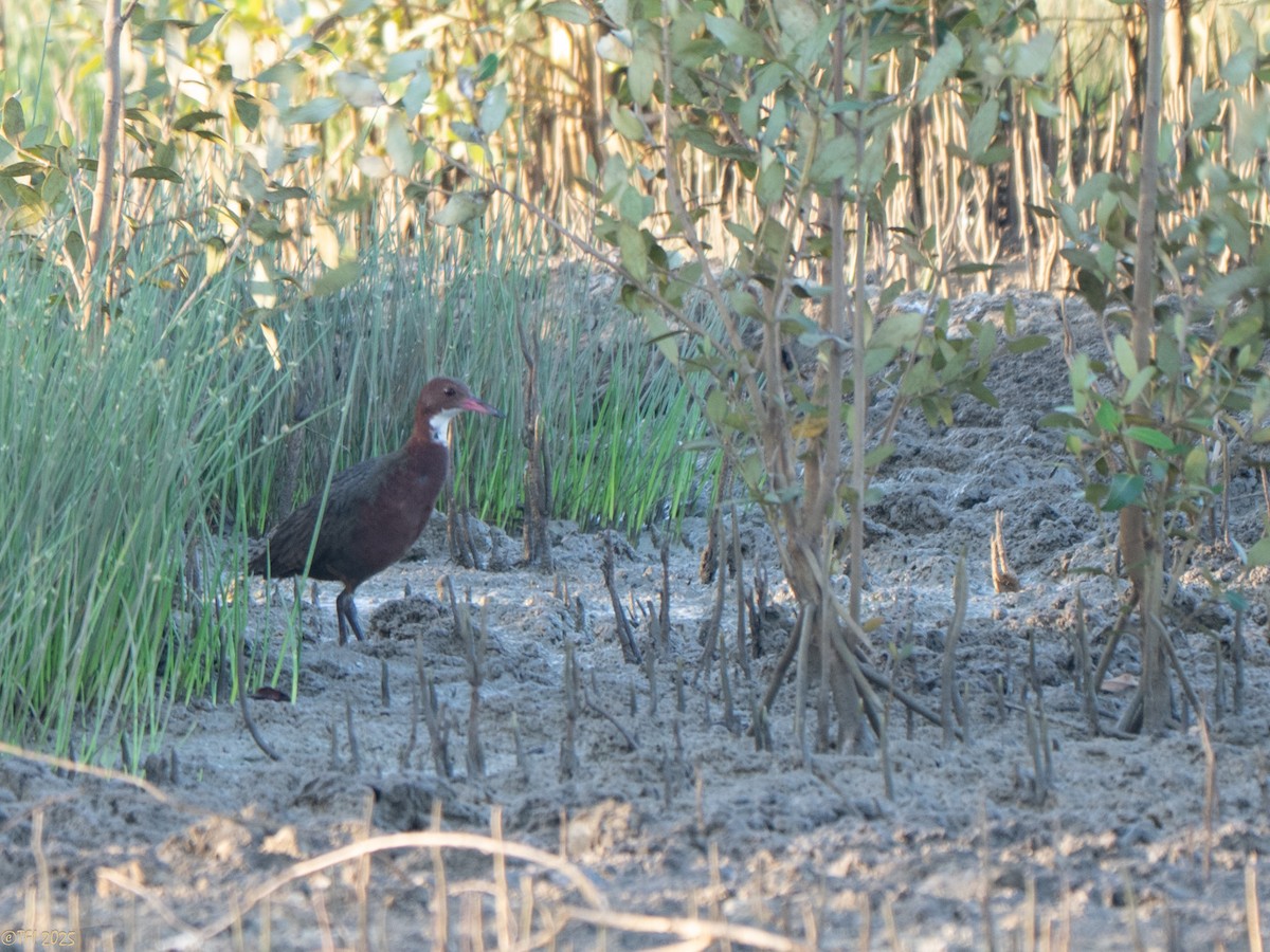 White-throated Rail - ML646966260