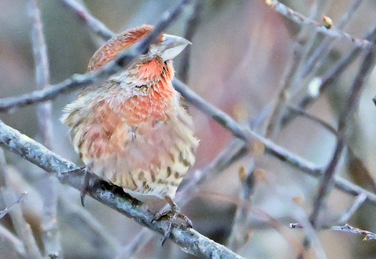 House Finch - ML646966261