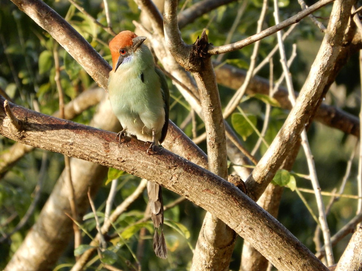 Russet-crowned Motmot - ML646966262