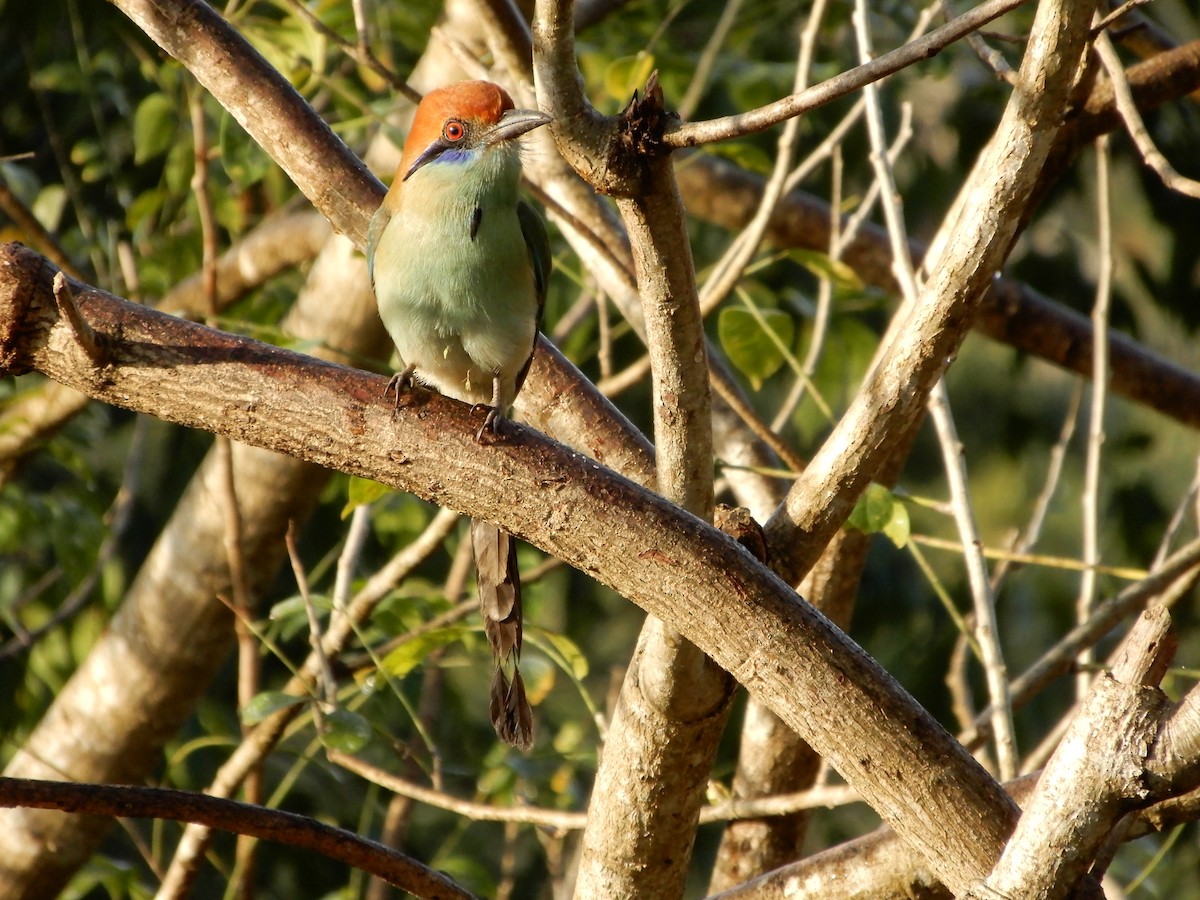 Russet-crowned Motmot - ML646966263