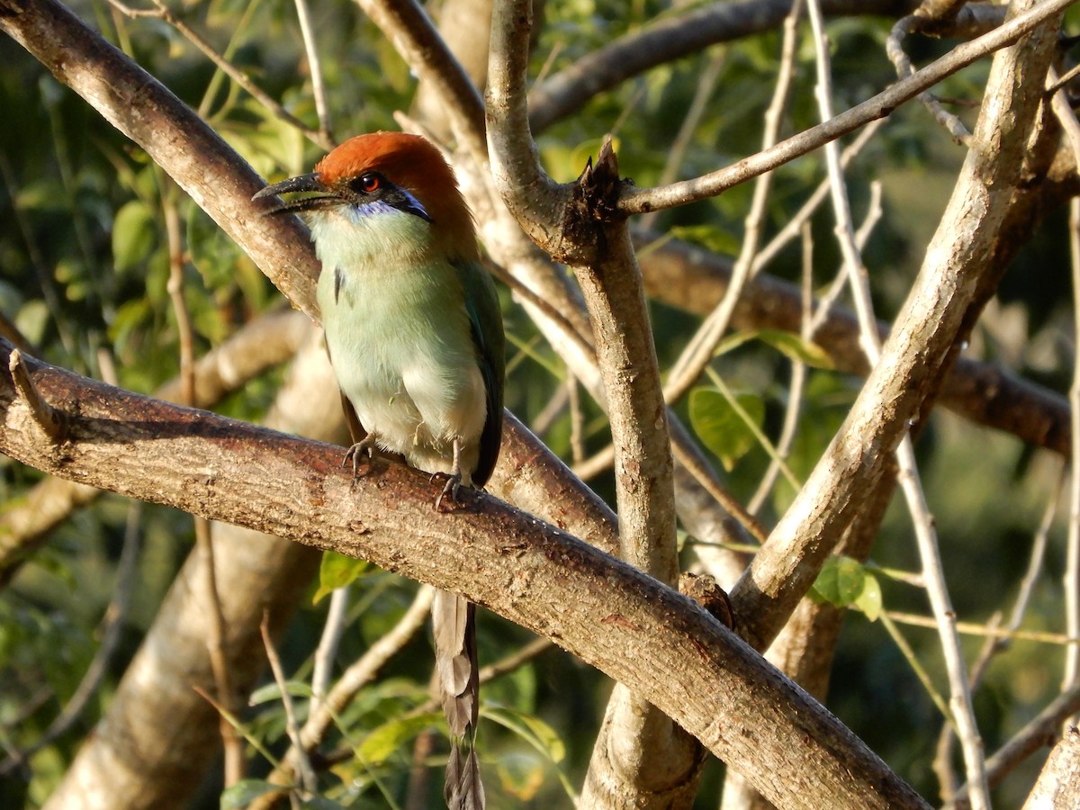 Russet-crowned Motmot - ML646966264
