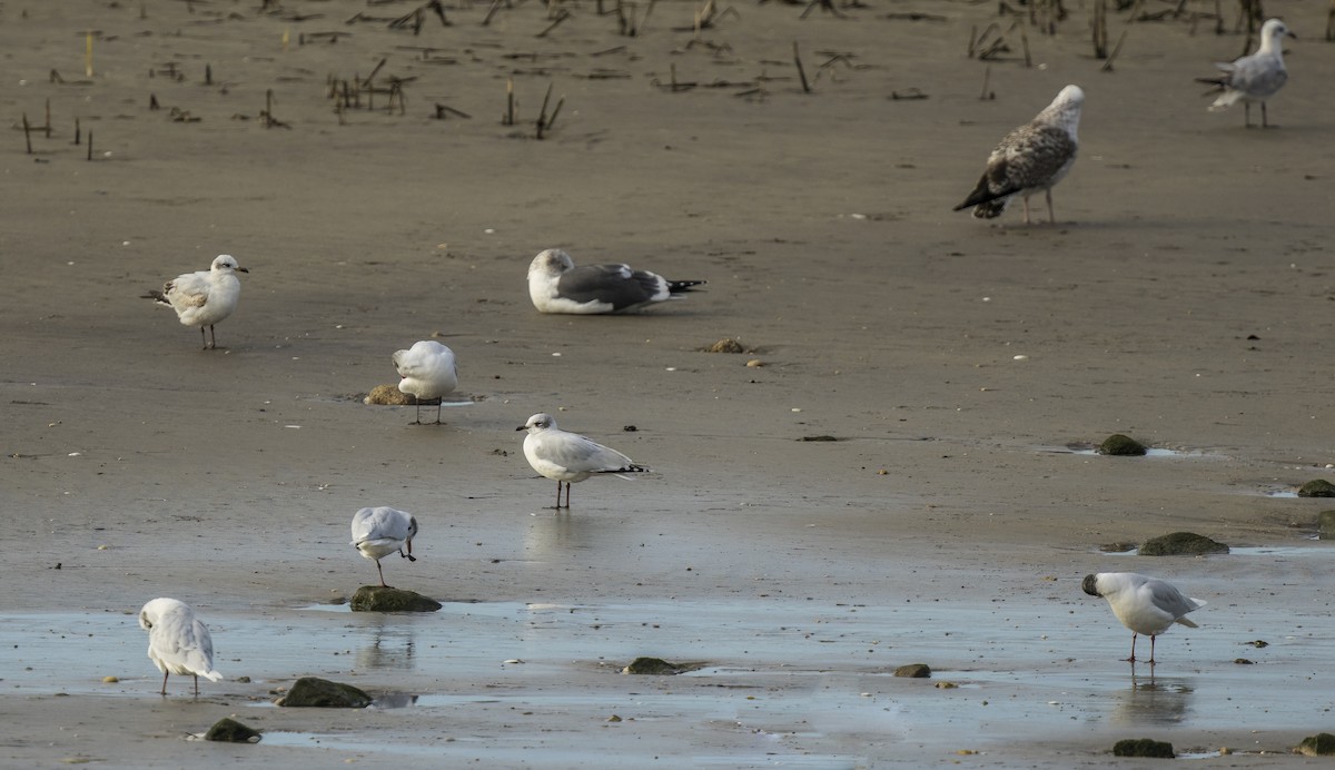 Mediterranean Gull - ML646966265