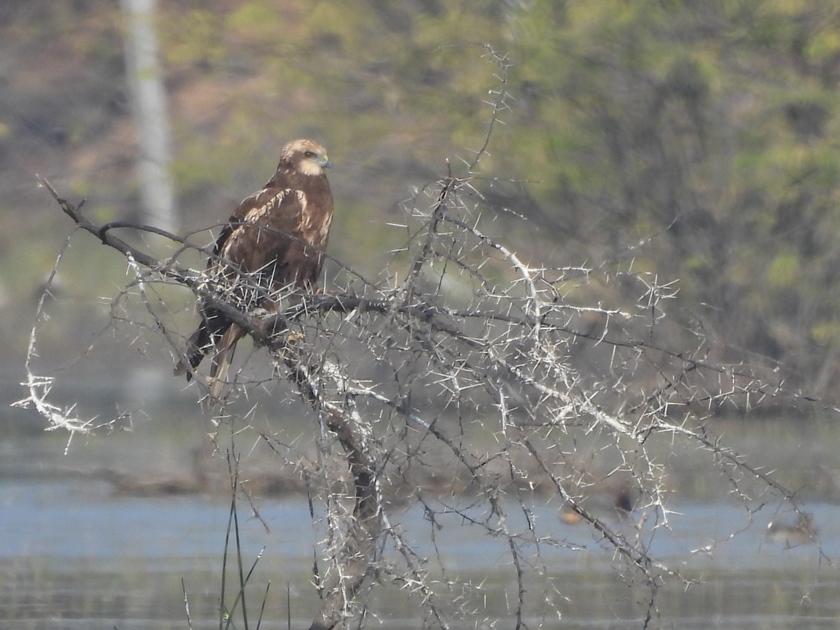 Western Marsh Harrier - ML646966266