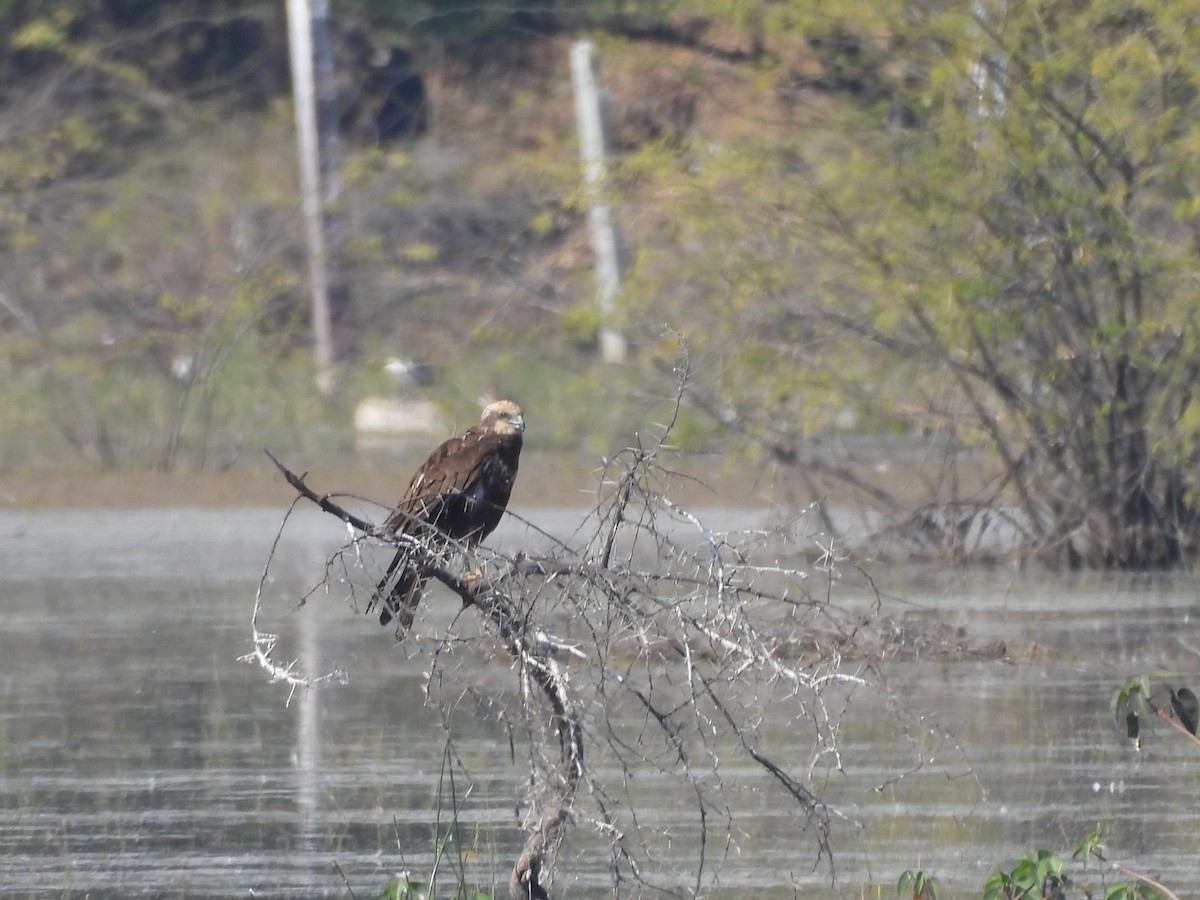 Western Marsh Harrier - ML646966267