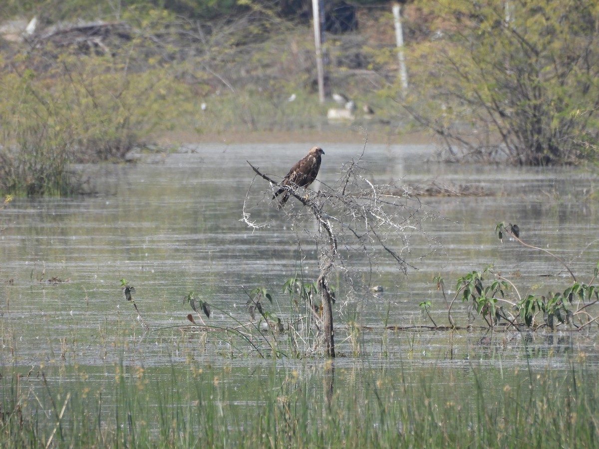 Western Marsh Harrier - ML646966268