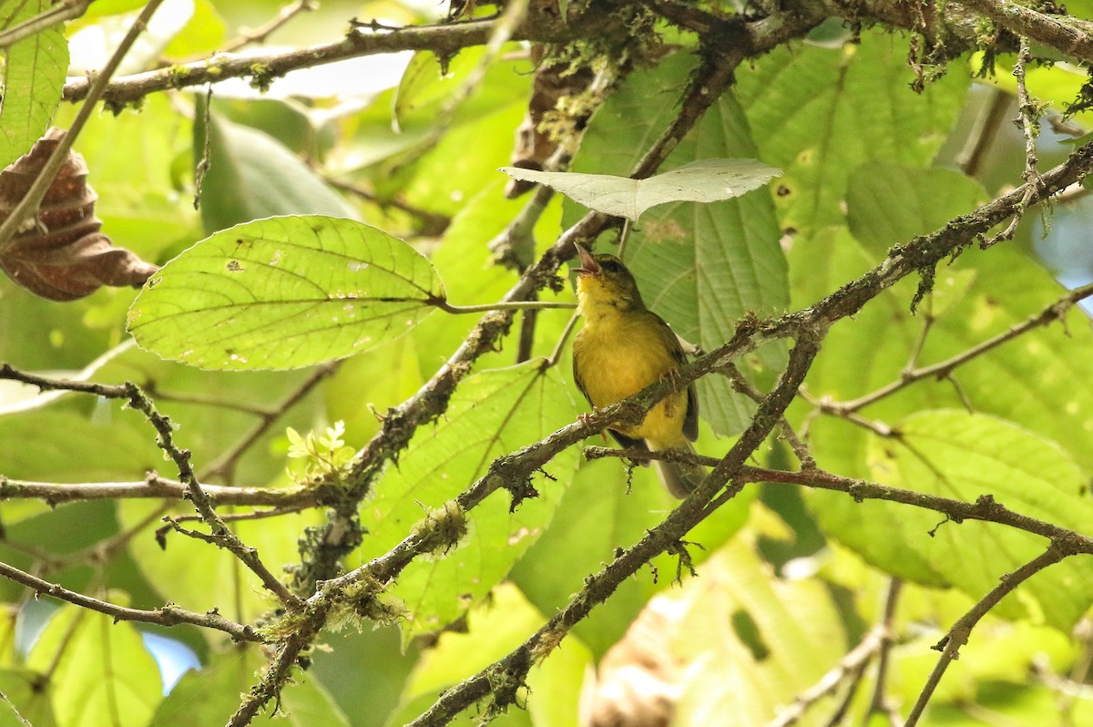 Cuzco Warbler - ML646966269