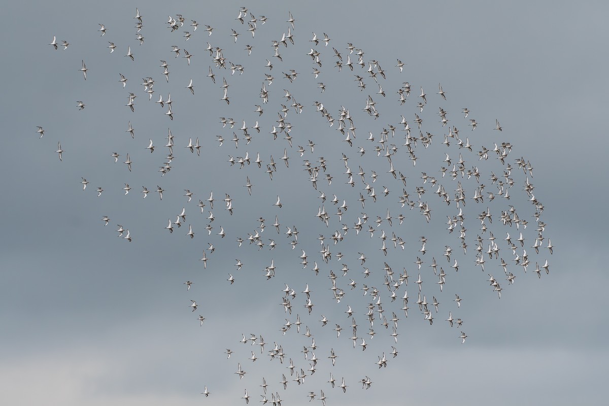 Black-tailed Godwit - ML646966271