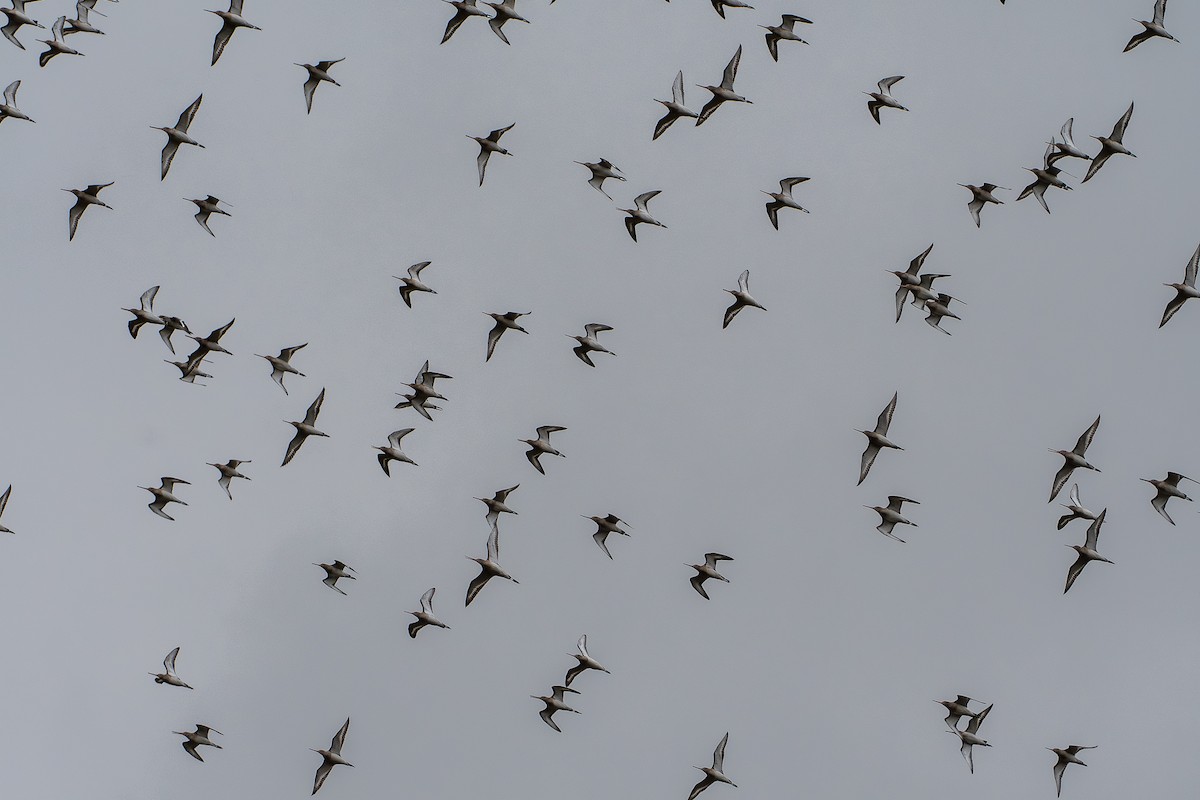 Black-tailed Godwit - ML646966272