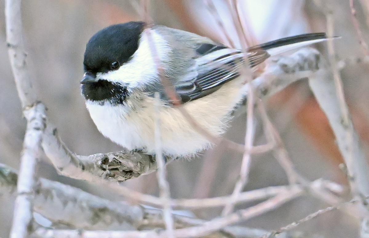 Black-capped Chickadee - ML646966273