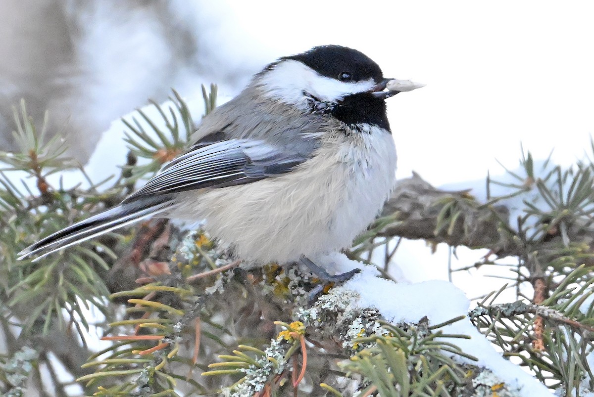 Black-capped Chickadee - ML646966274