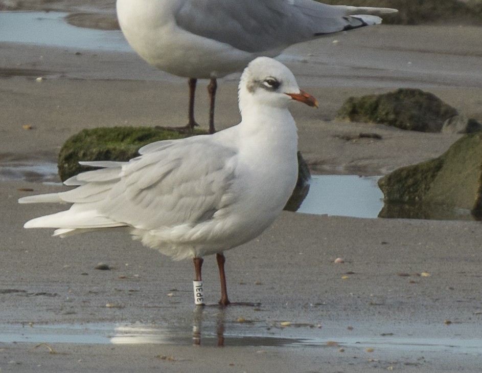 Mediterranean Gull - ML646966275