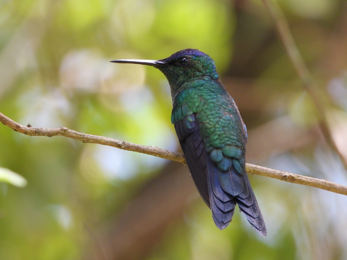 Violet-capped Woodnymph - ML646966276