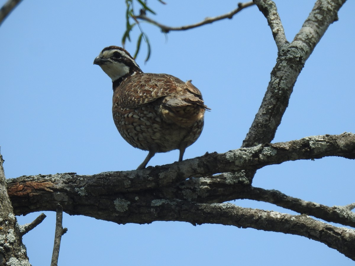 Northern Bobwhite - ML646966279