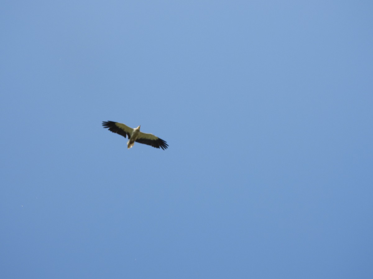 Egyptian Vulture - ML646966280