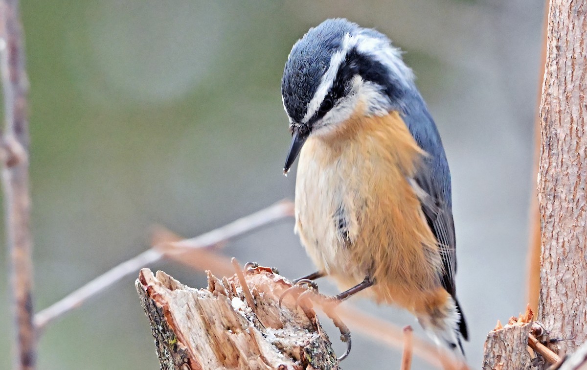 Red-breasted Nuthatch - ML646966282