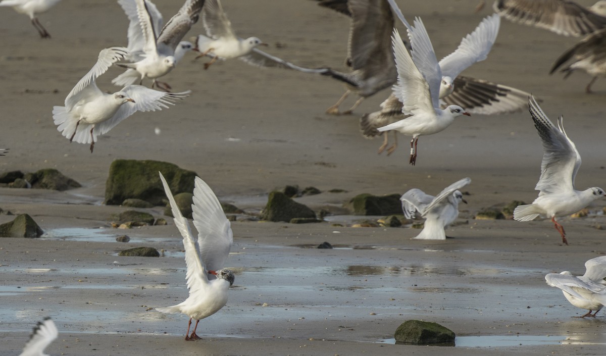 Mediterranean Gull - ML646966283