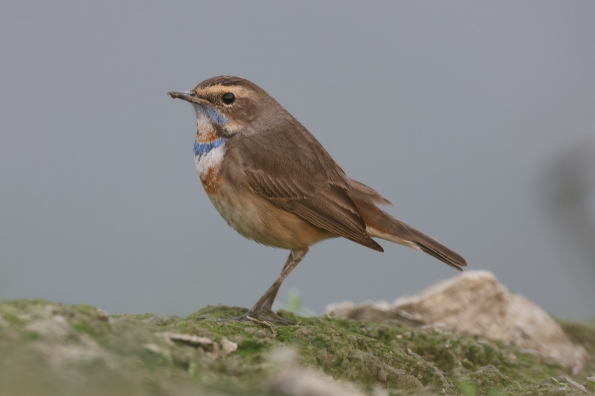 Bluethroat - ML646966284