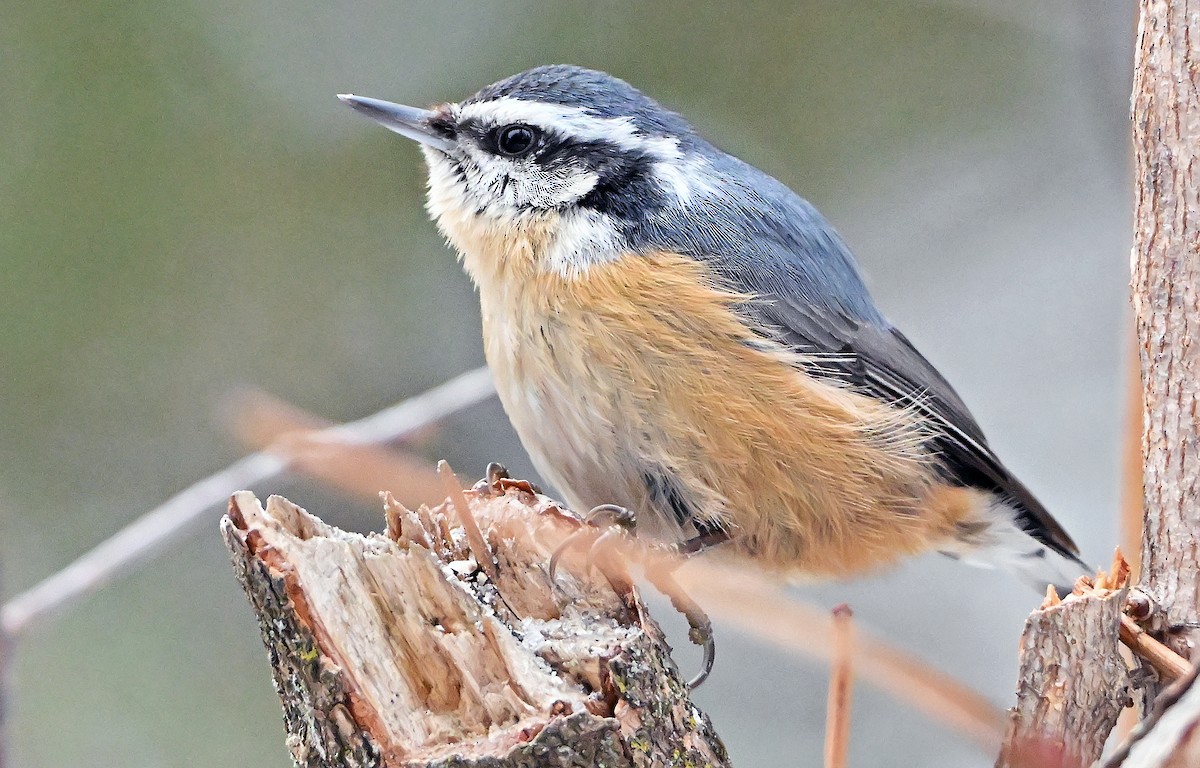 Red-breasted Nuthatch - ML646966285