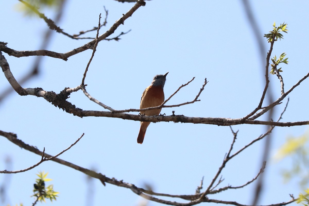 Miombo Rock-Thrush - ML646966288