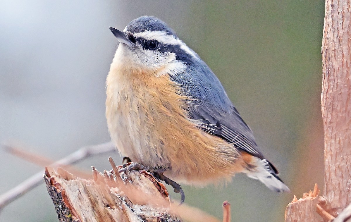 Red-breasted Nuthatch - ML646966289