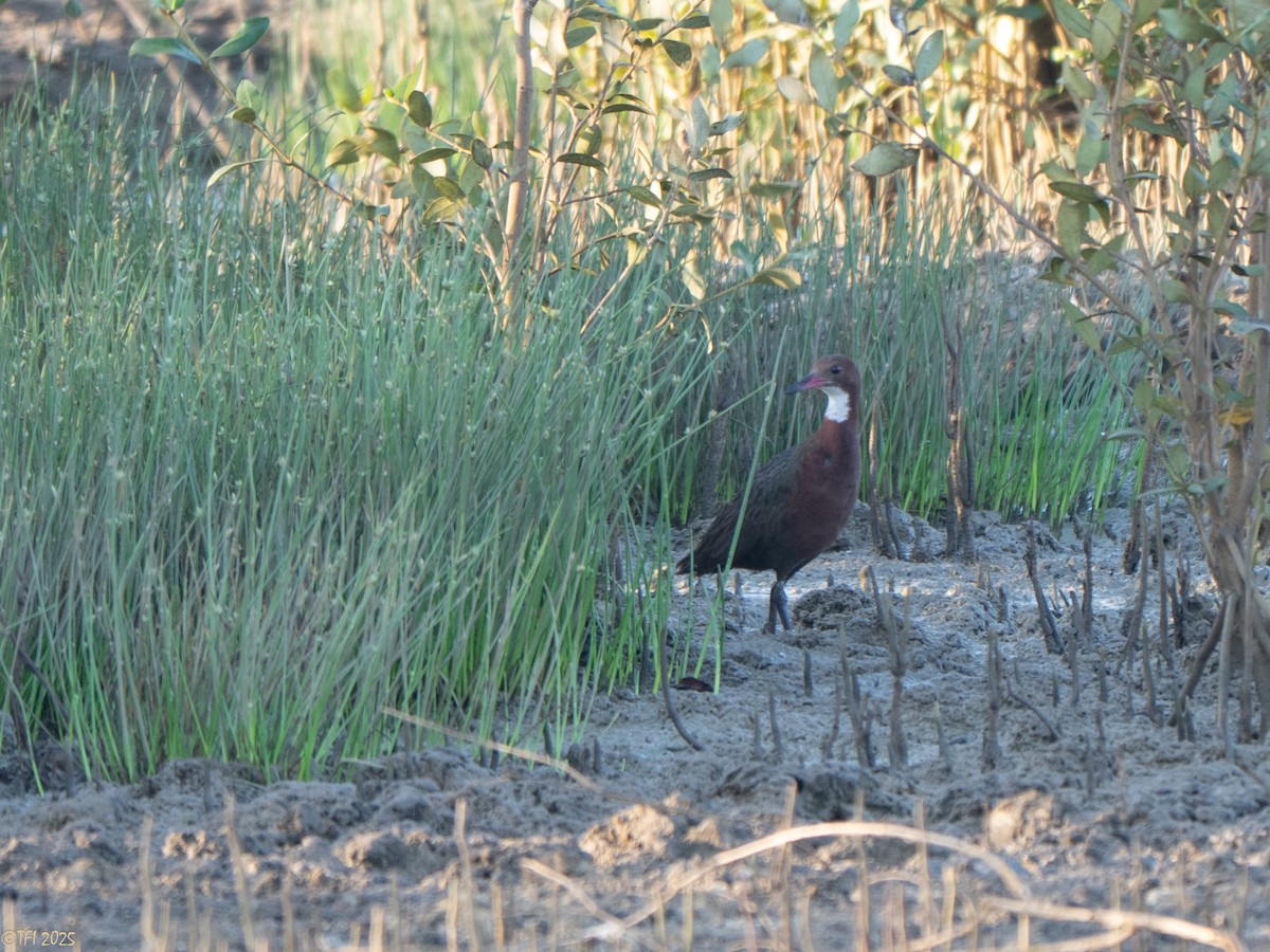 White-throated Rail - ML646966290