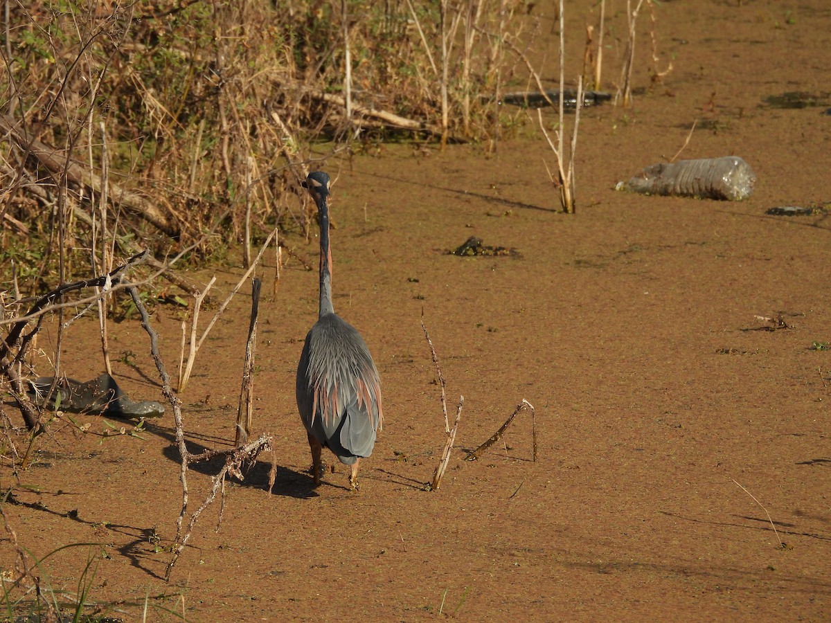 Purple Heron - ML646966291